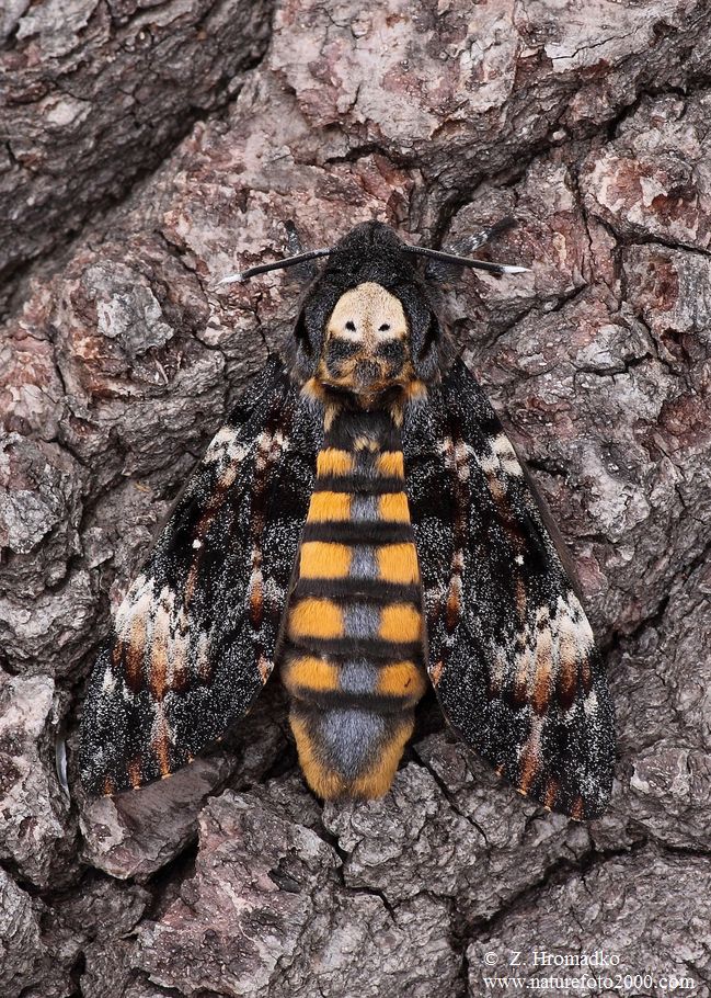 Lišaj smrtihlav, Acherontia atropos (Motýli, Lepidoptera)